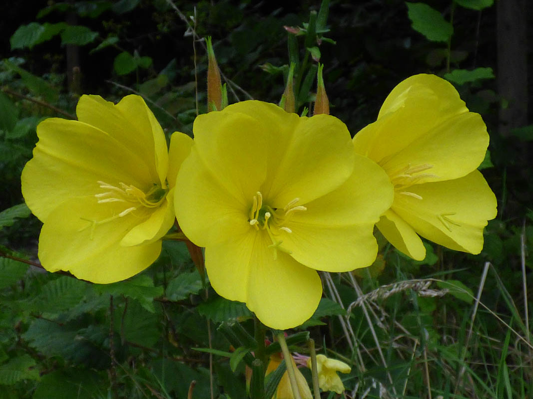 Oenothera glazioviana